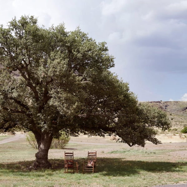 Landscape photo featuring a large tree and chairs placed below the branches.